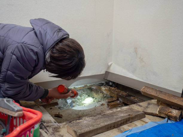 Best Basement Mold Removal  in Holtsville, NY