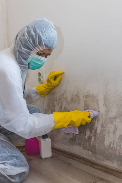 Best Biohazard Mold Removal  in Holtsville, NY