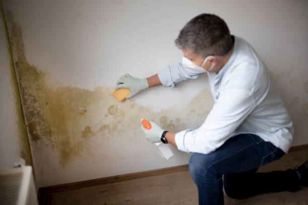 Best Commercial Mold Inspection  in Holtsville, NY